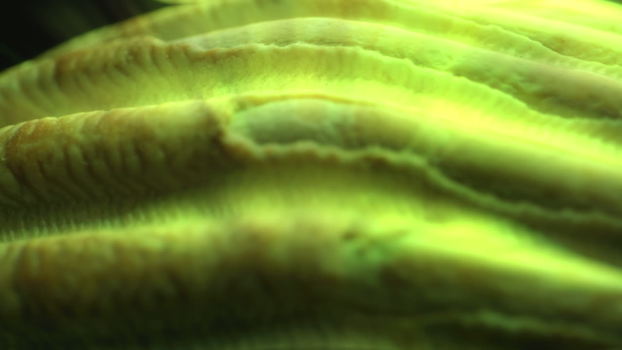 Close-up view of a seashell