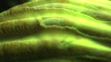 close-up view of a seashell
