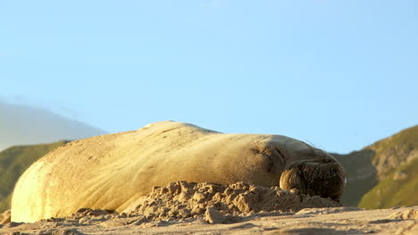 Südlicher-Seeelefant-Zappelt-Herum-Und-Versucht,-Sich-Am-Strand-Bequem-Auszuruhen