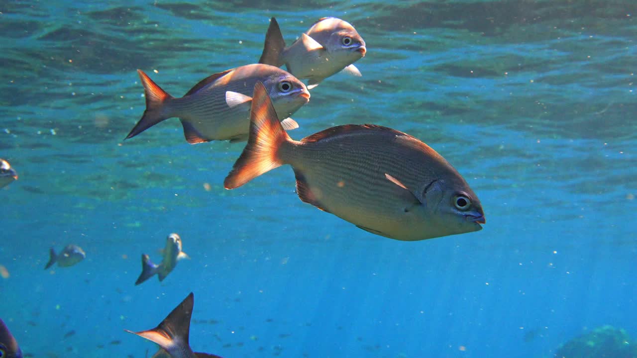 School of juvenile Bermuda chub "Kyphosus sectatrix" near the surface with a rocky reef