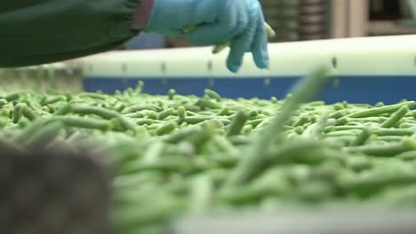 production line with green beans