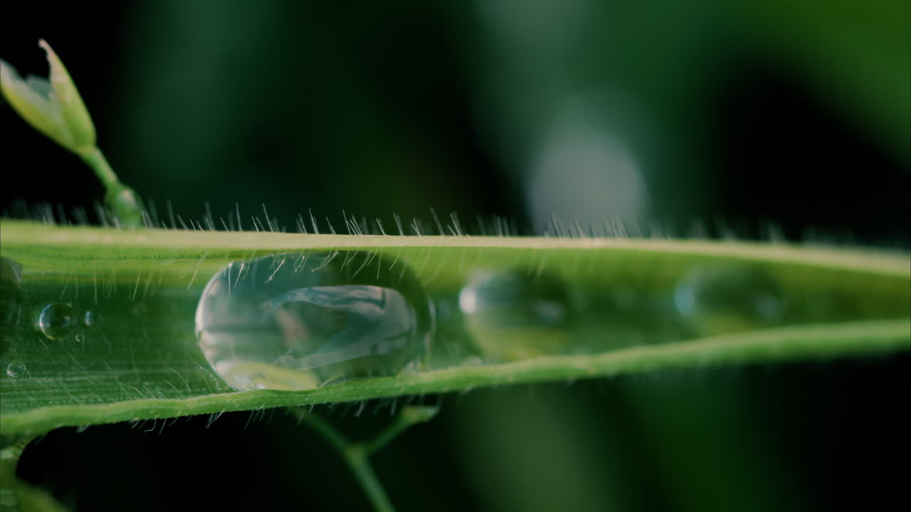 Close up water drops on a green grass leaf blade