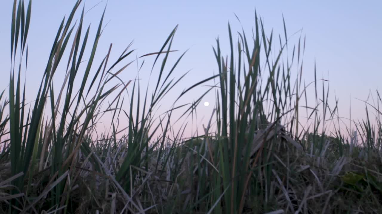 las cañas soplan suavemente con el viento con la luna llena al fondo