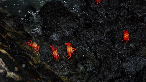 red sally lightfoot crabs on black rock at santa cruz island in the galapagos