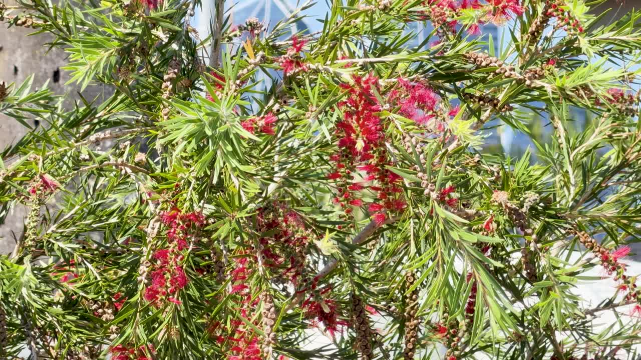 Vivid red bottlebrush blossoms gently moving outdoors, sunlit, with slight camera movement, botanical garden