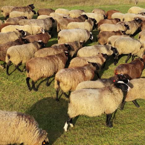 cute happy sheeps walk on green meadow in sunny day. white and brown sheeps view from above