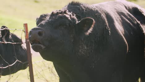 bull communicating with other cows