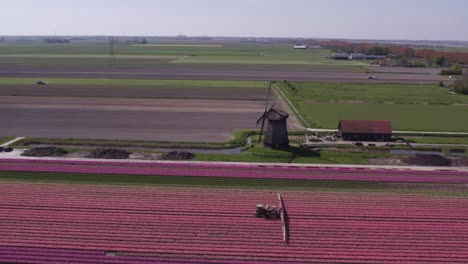 disparo lateral de tulipán rosa y naranja cerca de un molino de viento holandés, desde el aire
