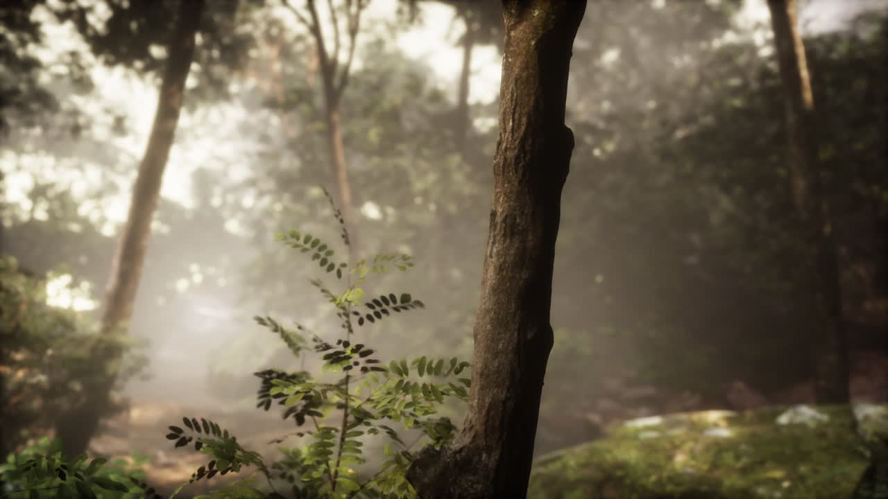 아침 일찍  ⁇ 빛이 넘치는 숲