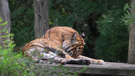 a tiger resting on a wooden platform