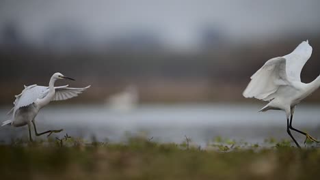 Little-Egret-hunting-Fish-and-other-one-trying-to-get-from-her-beak