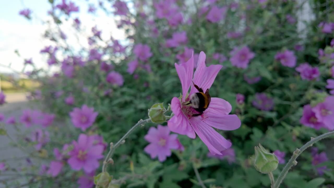 Bumblebee on a pink flower collecting pollen in a vibrant garden setting during daytime