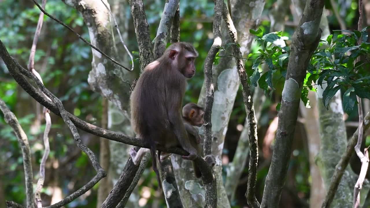 el macaco de cola de cerdo del norte es un primate que se encuentra comúnmente en el parque nacional de khao yai, aunque es una especie vulnerable
