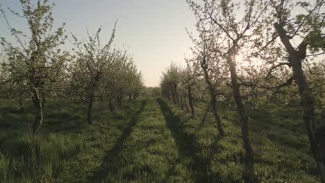 Sunrise aerial dolly between apple orchard row in bloom with grassy undergrowth