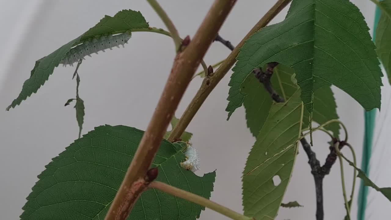 Static hyperlapse shot of two white ricini caterpillars eating a cherry tree leaf