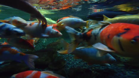 las carpas koi fueron seleccionadas de las carpas comunes durante siglos en japón y china, dentro del acuario de parís, parís, francia