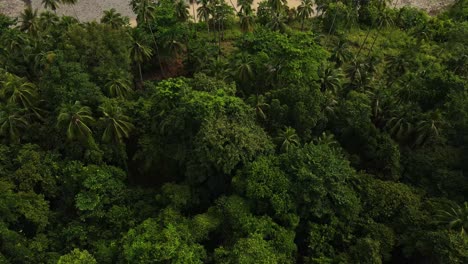 aerial view birdseye above tropical landscape palm tree woodland wilderness to pebble shore