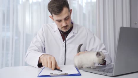 male veterinarian examining kitten.