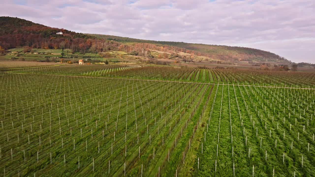 Volo di drone sui vigneti a Deidesheim an der Weinstraße – Veduta aerea di una pittoresca regione vinicola in Germania, perfetta per filmati di viaggio e natura.
