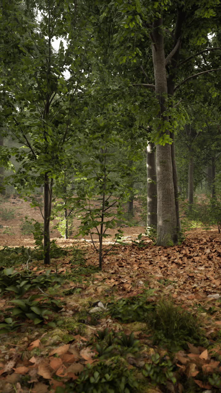 una escena de bosque tranquilo con la luz del sol fluyendo a través de los árboles.