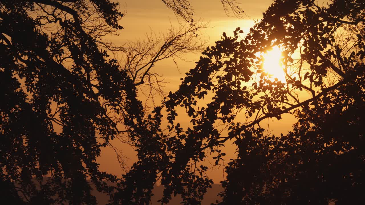 나뭇가지 사이로 새벽에 떠오르는 태양. 타임랩스
