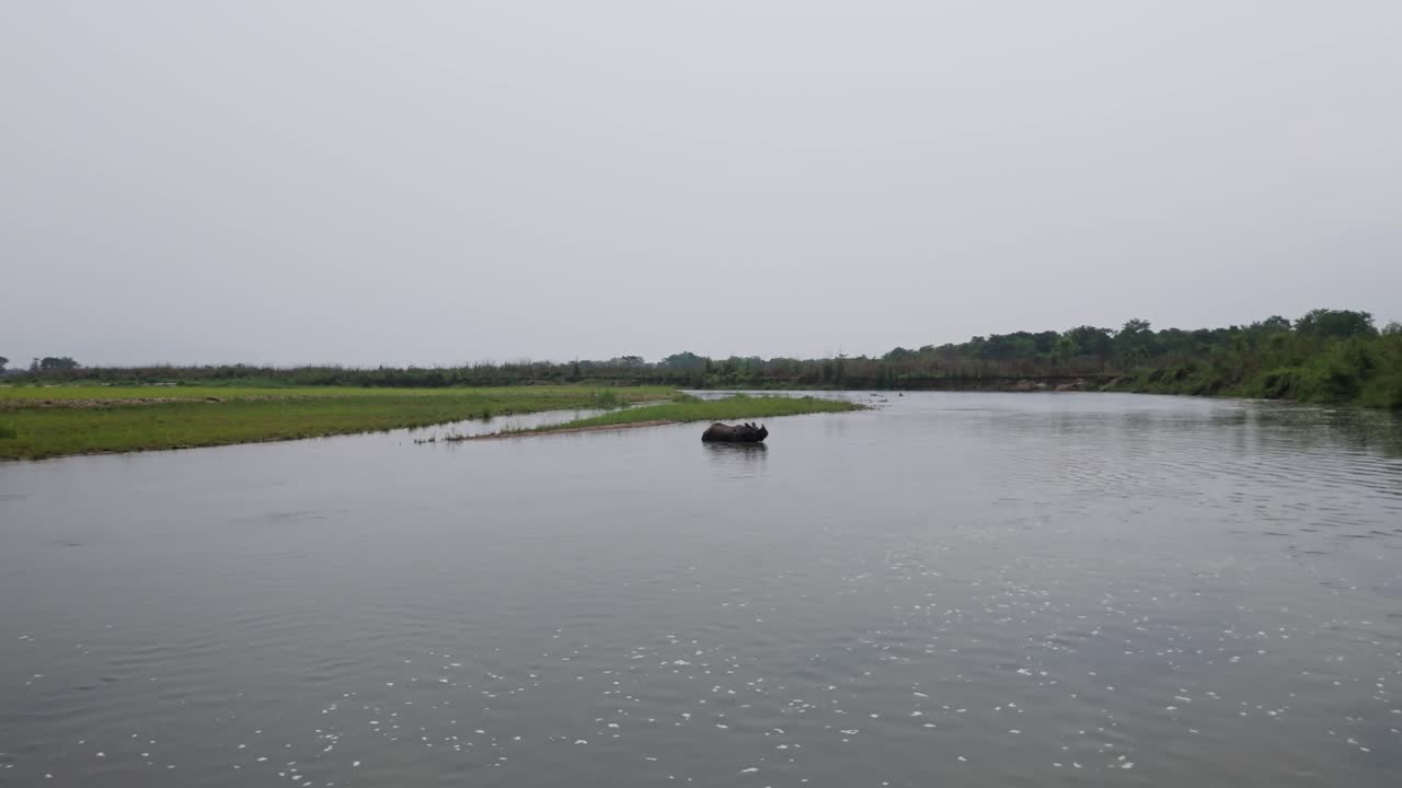 большой однорогий носорог непала