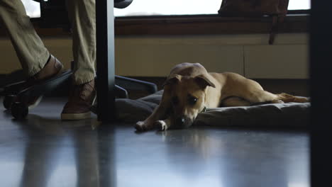 Dog-lays-down-at-feet-of-owner-who-is-working-at-desk