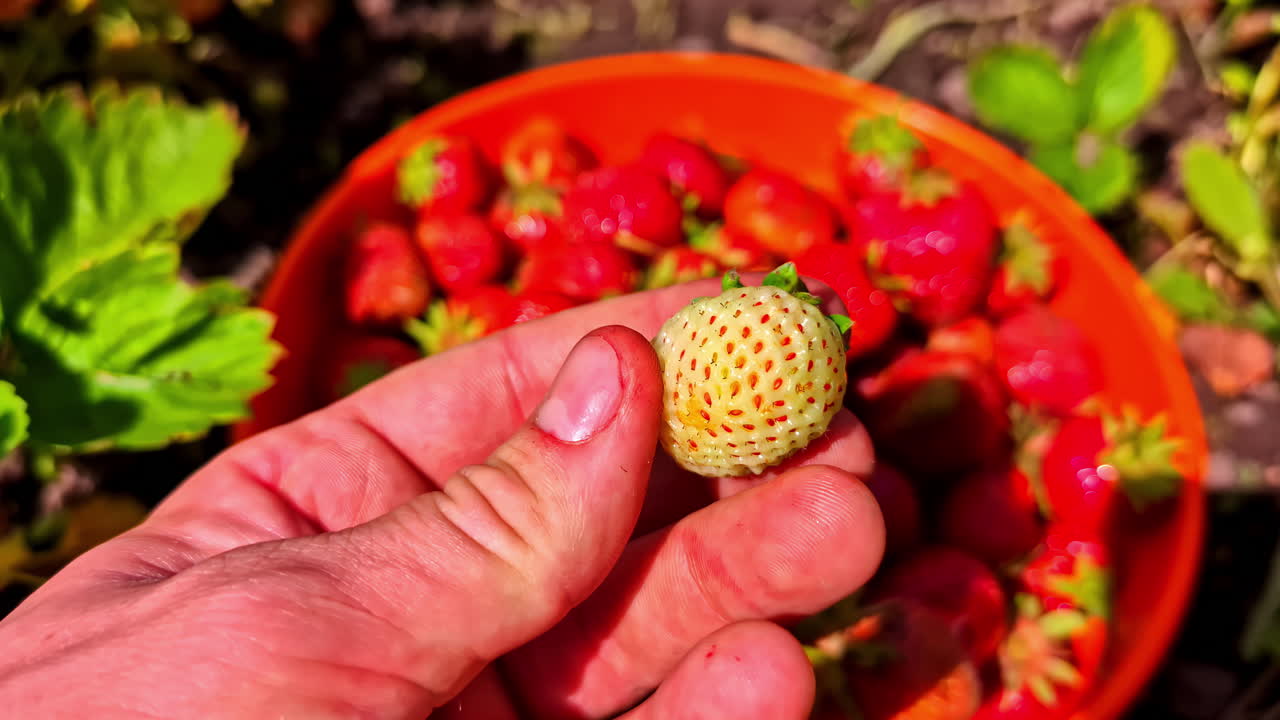 A close-up shot of a person's hand holding a single unripe green strawberry, contrasting it with a bowl full of freshly picked ripe red strawberries in a garden during the harvest season