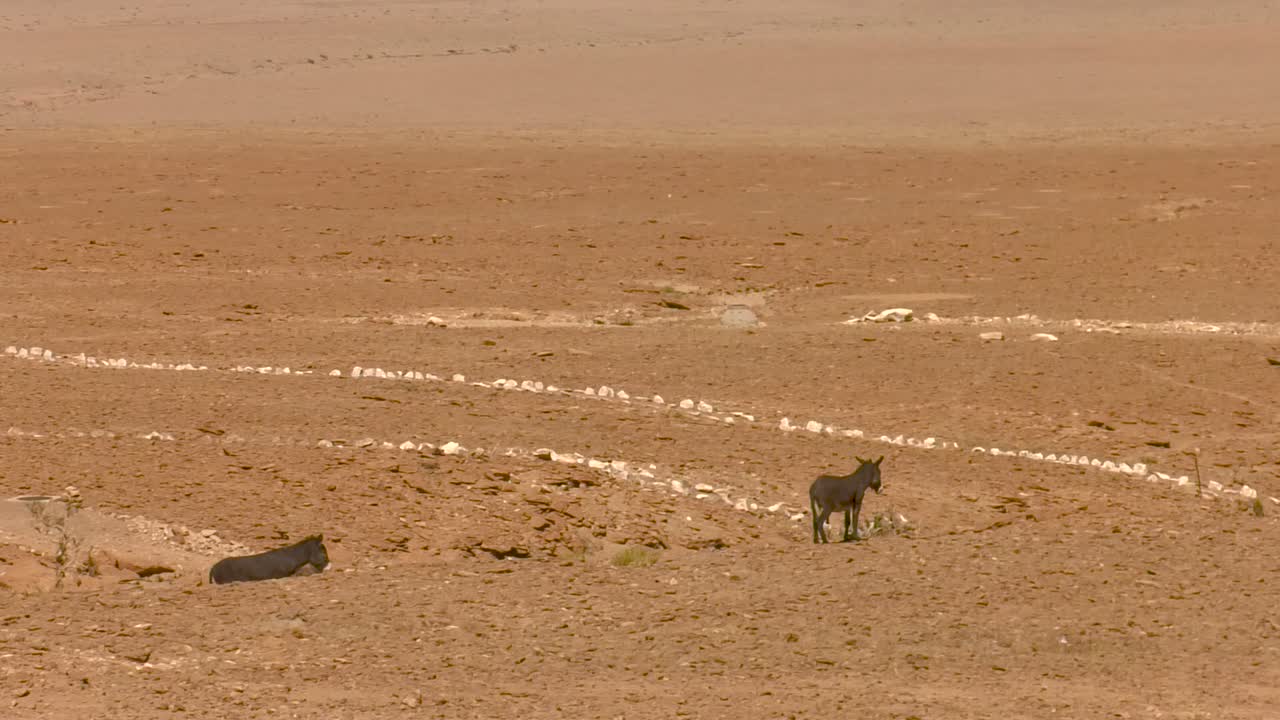 una foto de dos burros alrededor de san pedro de atacama en chile, en las tierras altas del desierto