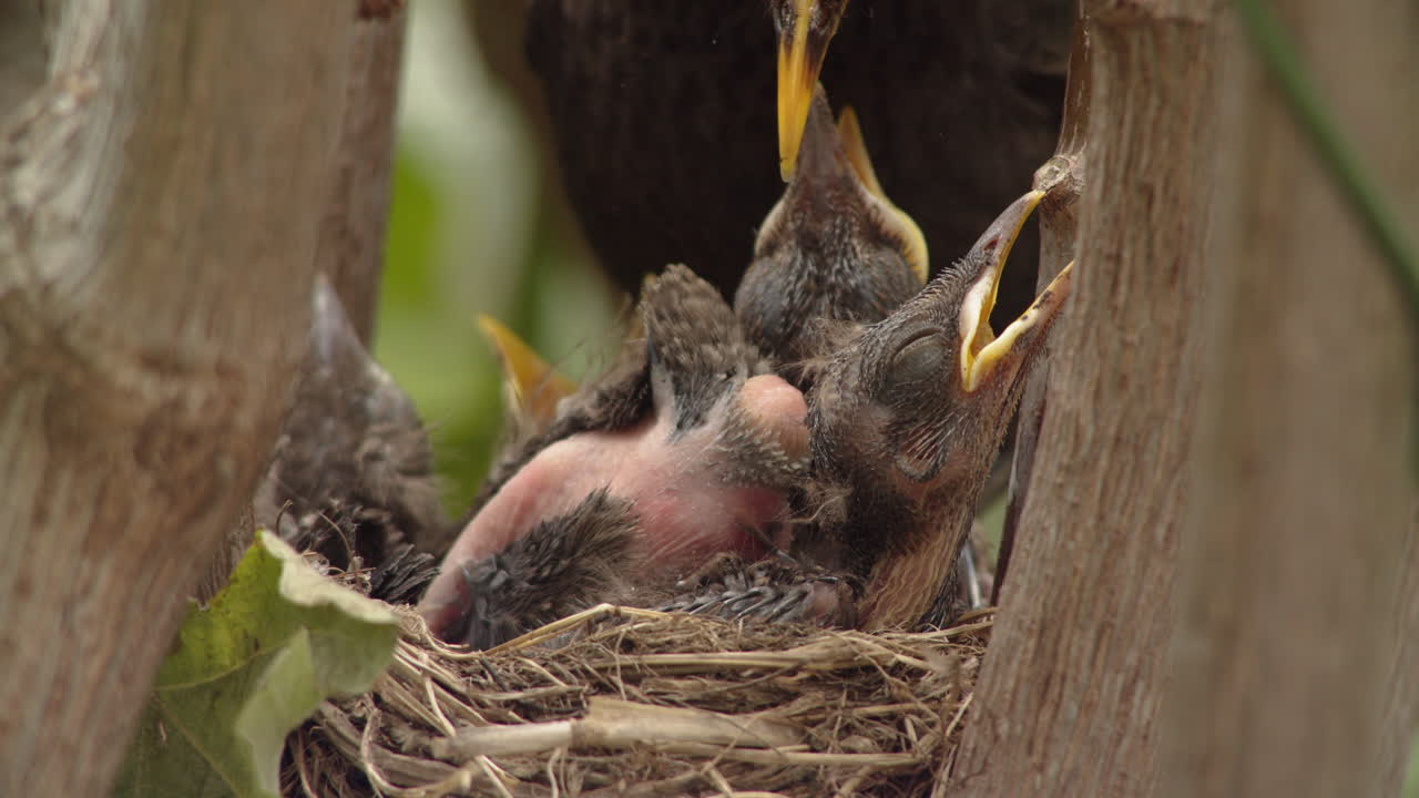 Baby bird in tree nest producing fecal sac and parent bird eating it