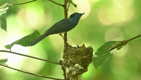 camera zooms out showing this father bird and its chicks in the nest, black-naped blue flycatcher hypothymis azurea, thailand