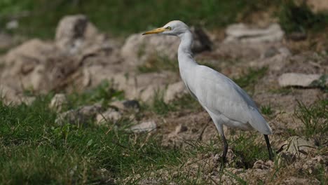 Kuhreiher-Wandert-Durch-Das-Grassumpfland-Auf-Der-Suche-Nach-Nahrung-In-Bahrain