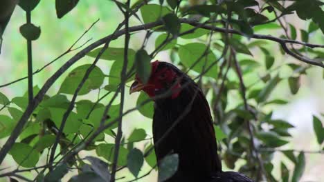 Gallo-Al-Acecho-Mientras-Se-Esconde-Bajo-Un-Arbusto-Protegido