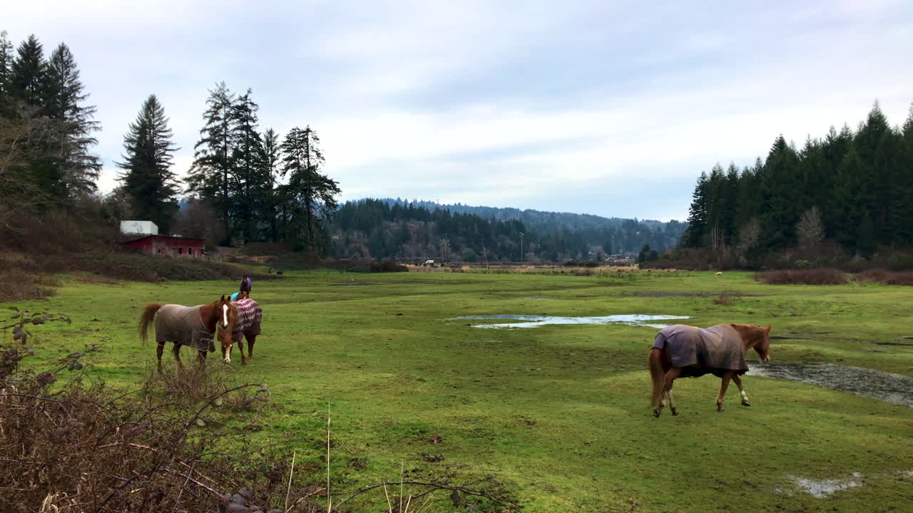 cuatro caballos con mantas de invierno en un pasto en coos bay, oregon