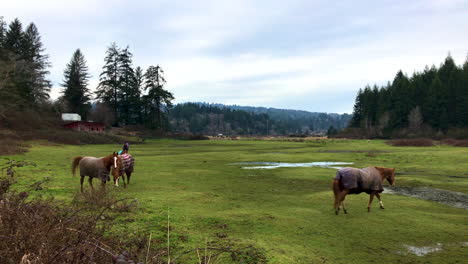 Cuatro-Caballos-Con-Mantas-De-Invierno-En-Un-Pasto-En-Coos-Bay,-Oregon