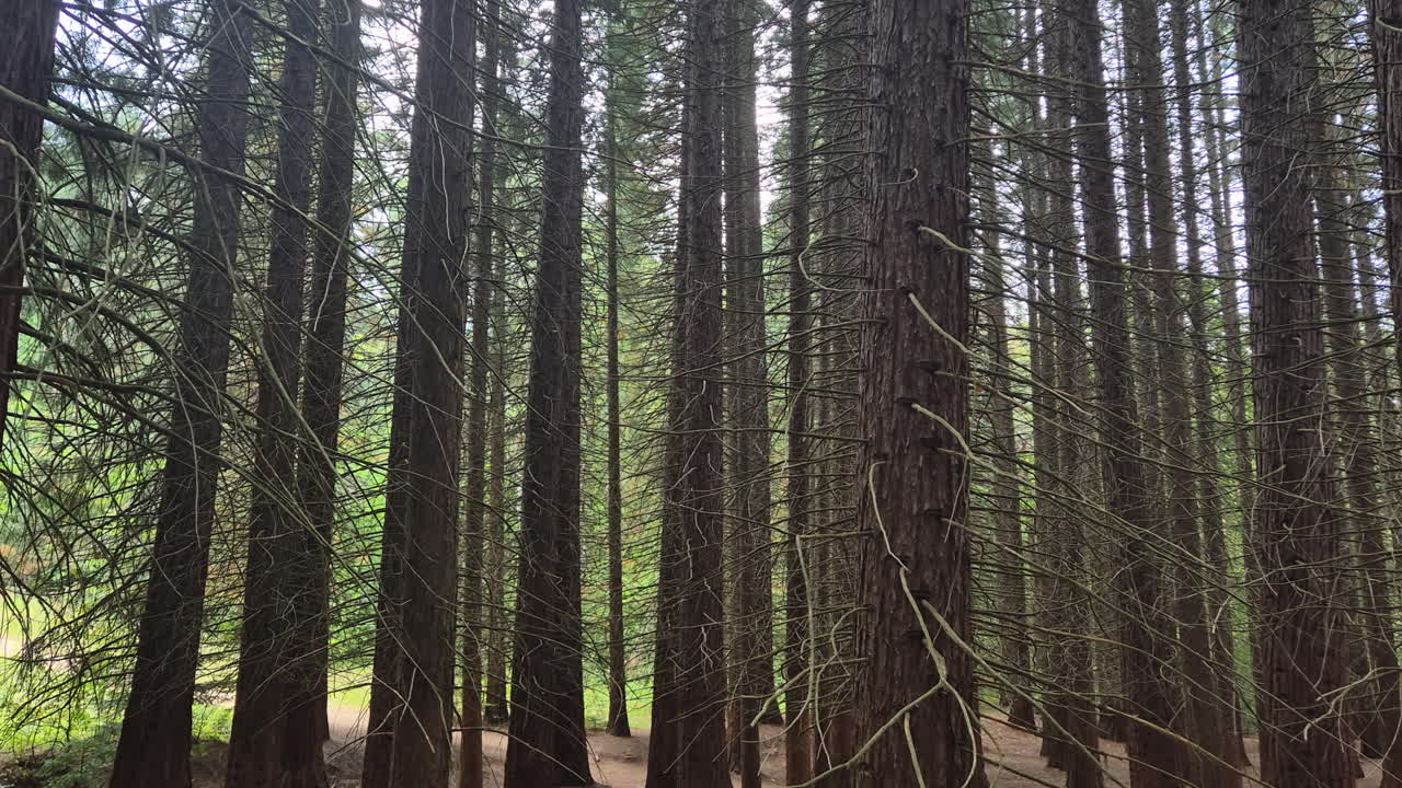 Foresta di sequoie, panoramica verso l'alto.