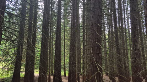 forest of sequoias trees, tilt up