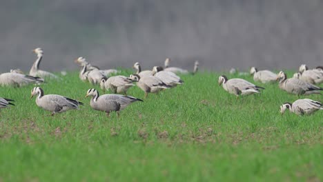 Das-Wild-Vogel-Bar-Köpfte-Gans-Grasen