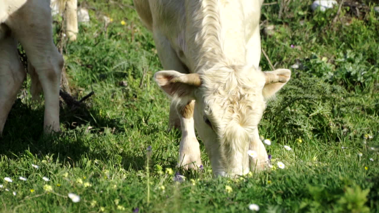 Giovani bovini che pascolano e si nutrono sull'erba verde in una giornata di sole in Grecia.