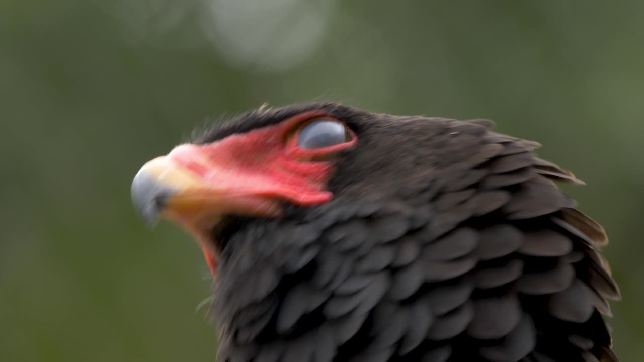 cerrar vista de perfil de un bateleur adulto
