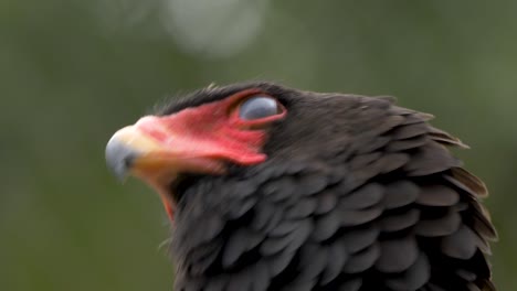 close up profile view of a full-grown bateleur