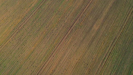 flock of birds scattered across a vast farmland captured from above on a sunny day