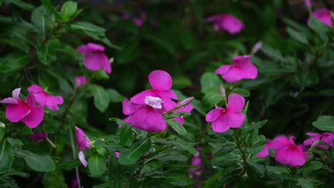 Raindrops-falling-on-these-lovely-flowers,-Pink-Periwinkle,-Catharanthus-roseus,-Thailand