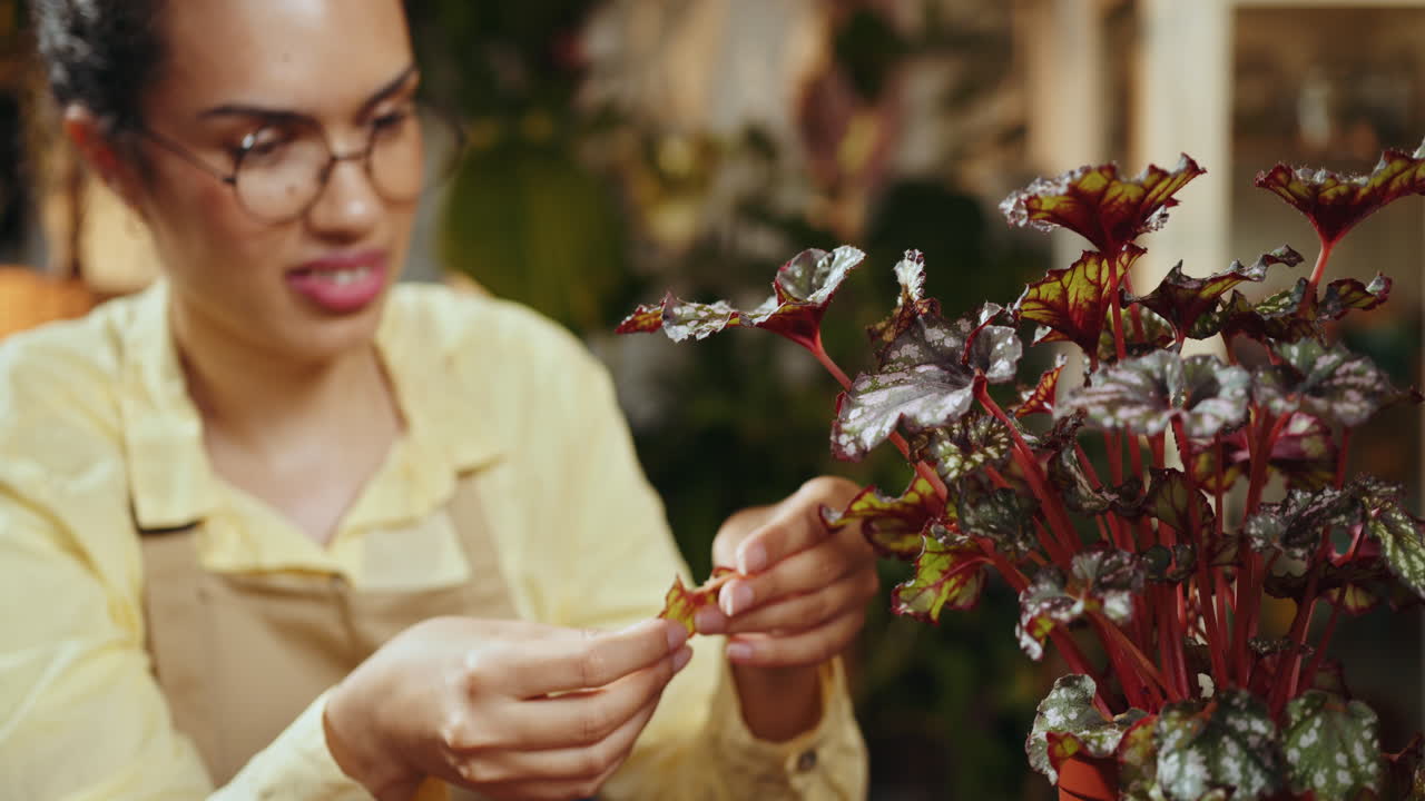 mujer inspeccionando una planta de begonia