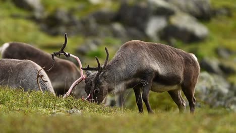 reindeer grazing on grassy hillside, antler velvet beginning to shed in summer, close up handheld