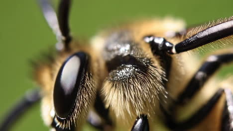 macro close-up of a bee's head