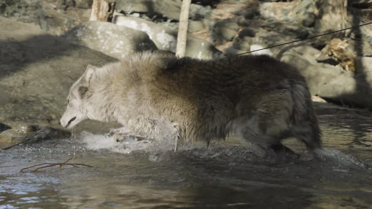 A powerful grey wolf splashes through a shallow creek, captured mid-motion in a burst of wild energy and determination.