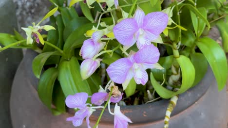 purple orchids flourishing in a garden setting