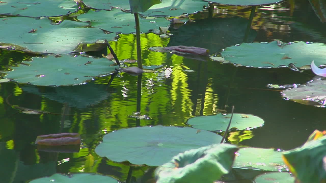 연못의 수련잎을 지나 꽃잎이 떠다닌다