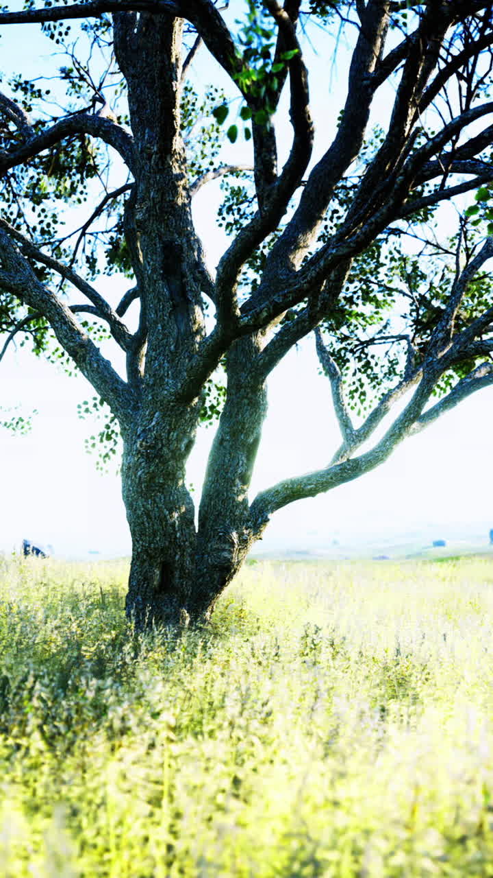 Rappresentazione vivida di alberi baciati dal sole ed erbe ondeggianti in una calda ambientazione estiva